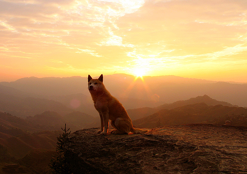 [dog_in_the_sunshine.jpg]