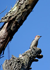 Female Red-Bellied Woodpecker