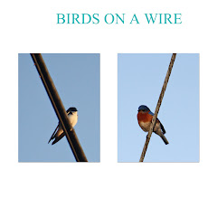 BIRDS ON A WIRE