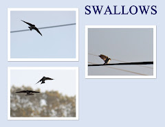 SWALLOWS