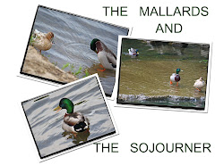 TWO MALLARDS AND A SOJOURNER