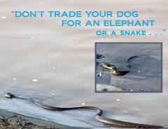 "DON'T TRADE YOUR DOG FOR AN ELEPHANT"
