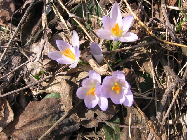 [crocus.jpg]