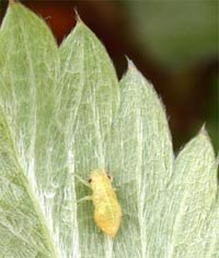 [spittlebug-nymph.jpg]