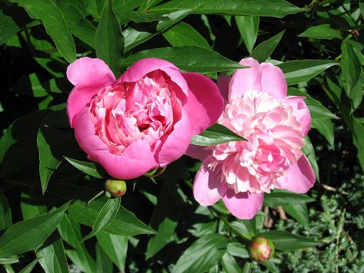 [peony+003.jpg]