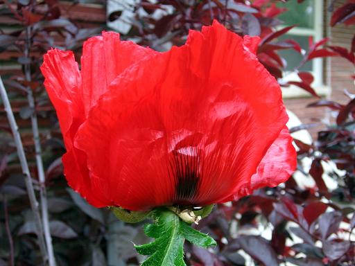 [poppy+01.jpg]