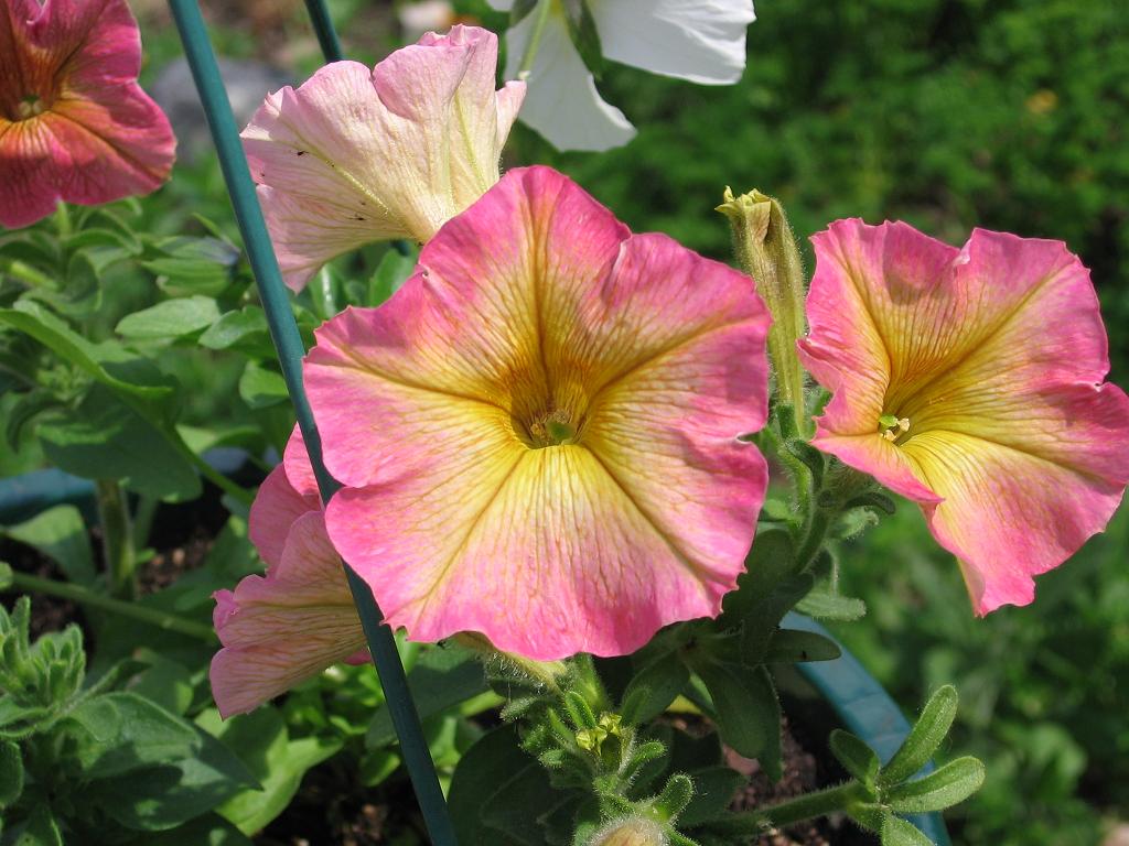 [pinkpetunia.jpg]
