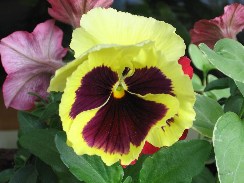 [pansy06.JPG]