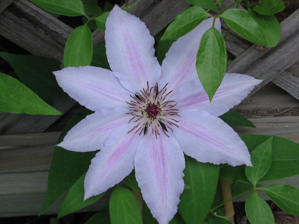 [clematis.jpg]