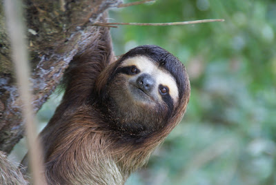 Welcome to the Language Barrier: No sloth. Lucky us.