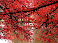 autumn fall scenery background