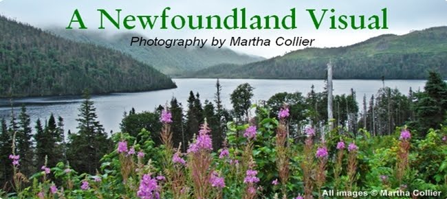 A Newfoundland Visual ~ Martha Collier Photography