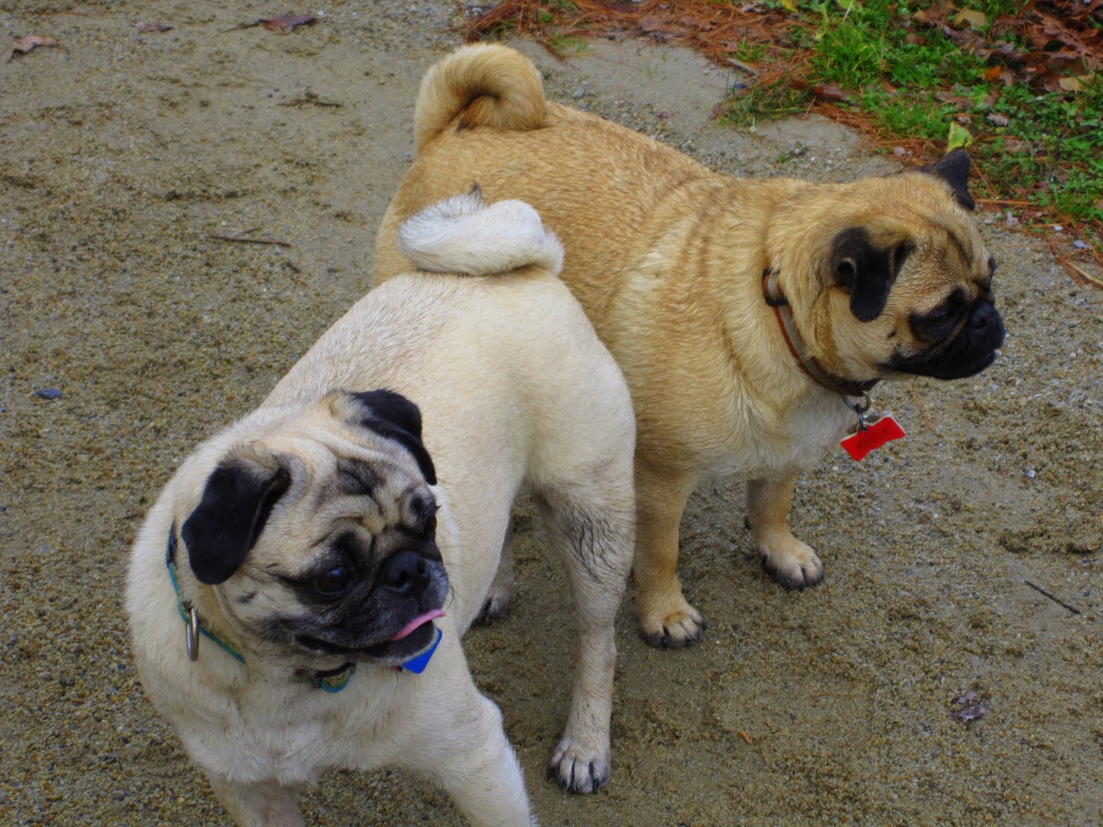 Arliss the Pug Daisy the apricot pug