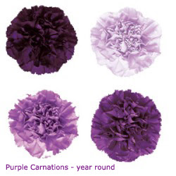 Floral Artistry: Purple Flower Types