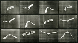 muybridge bird eadweard flight birds animation sequence motion movement cycle horse space reference marey jules studies google framed wing human
