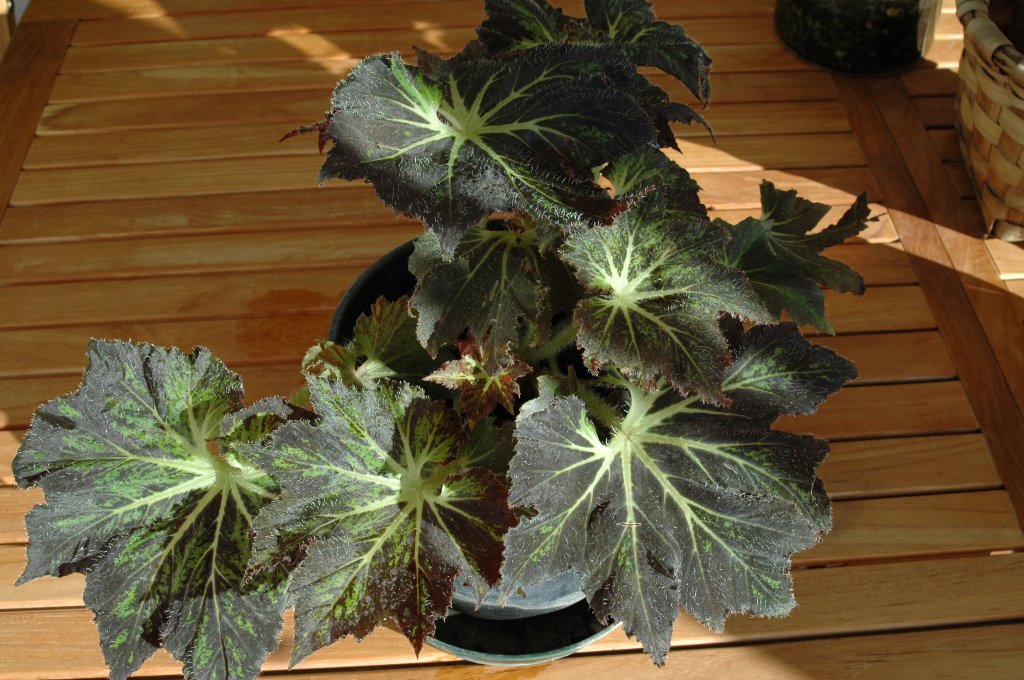 [DSC_7199_1024x680.jpg]