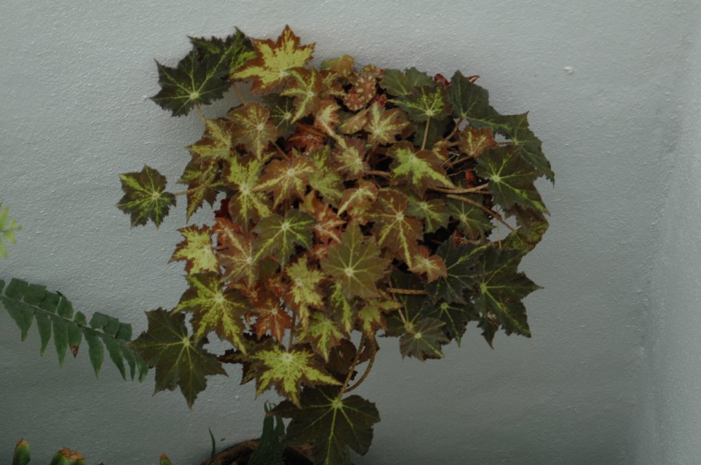 [DSC_7221_1024x680.jpg]