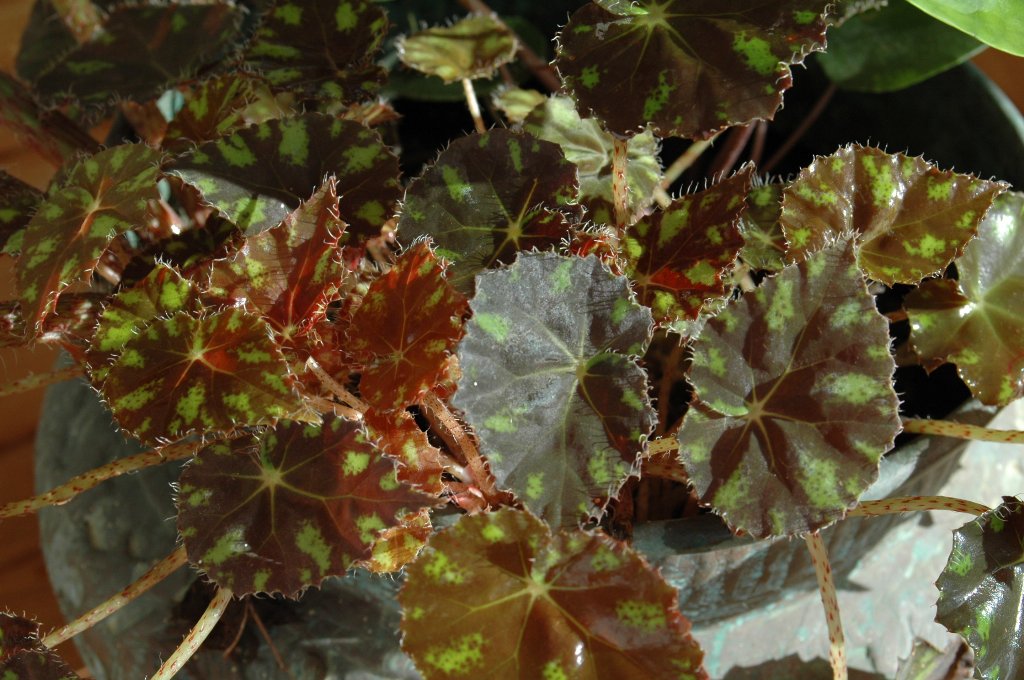 [DSC_7213_1024x680.jpg]