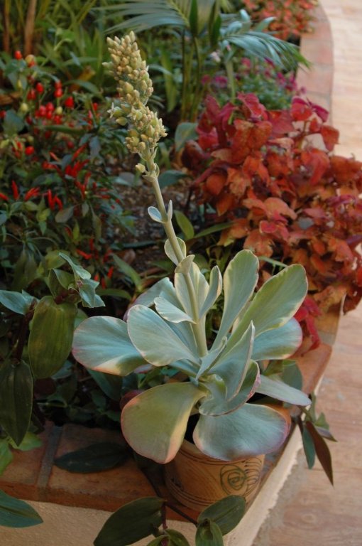 [DSC_7310_1024x680_510x768.jpg]