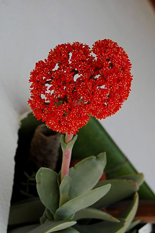 [DSC_5574_510x768.jpg]