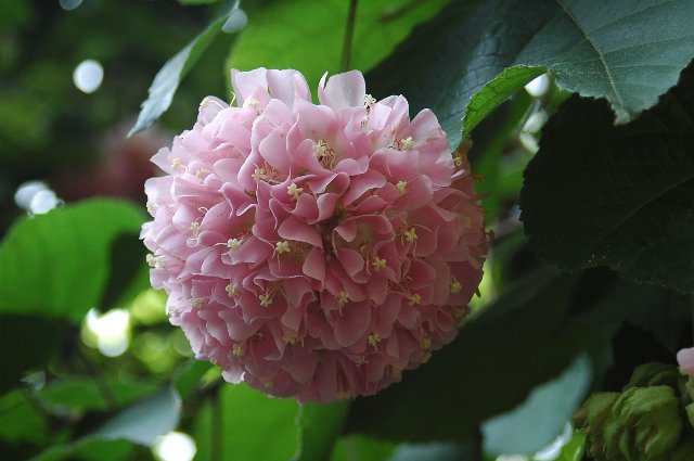 [DSC_7816_640x425.jpg]
