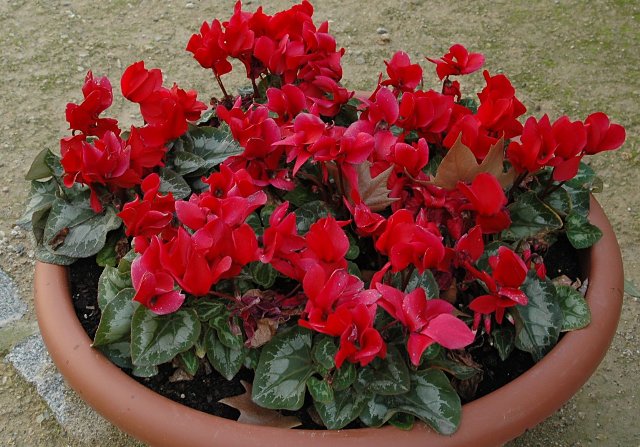 [DSC_7798_640x447.jpg]