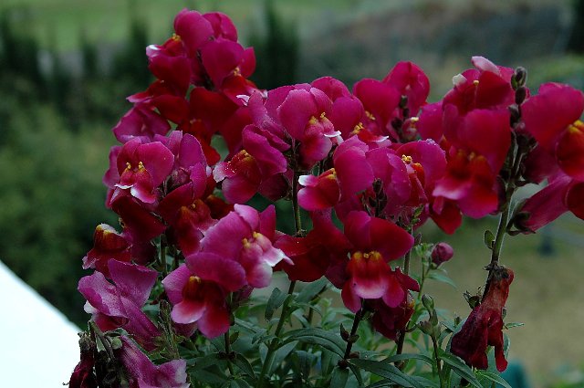 [DSC_8978_640x425.jpg]