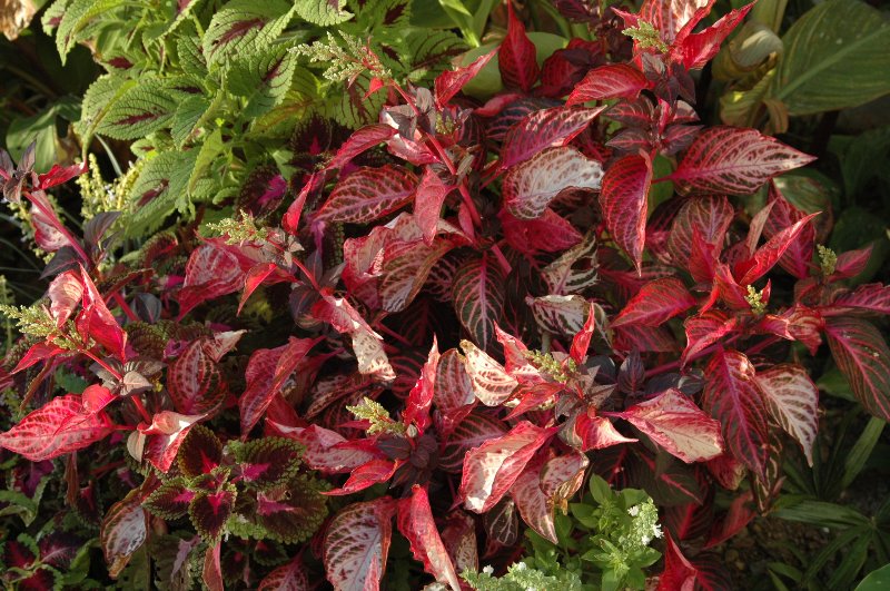 [DSC_6622_800x531.jpg]