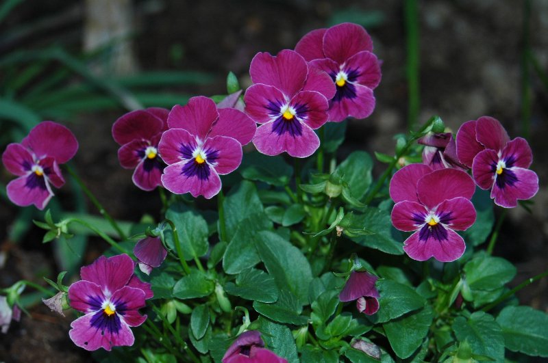 [DSC_6639_800x531.jpg]