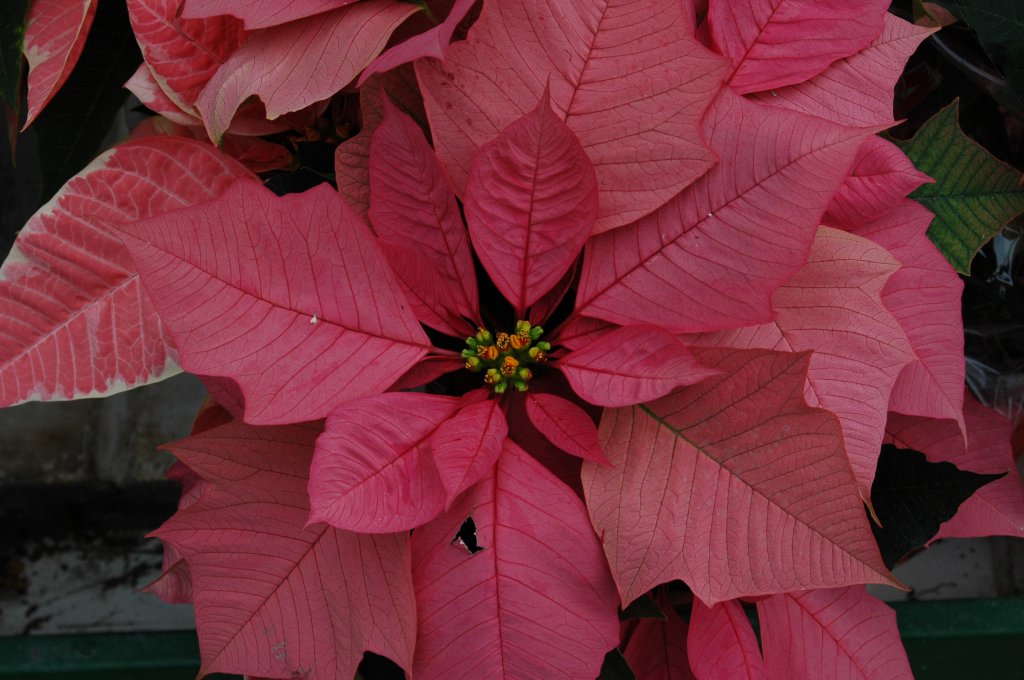 [DSC_6866_1024x680.jpg]