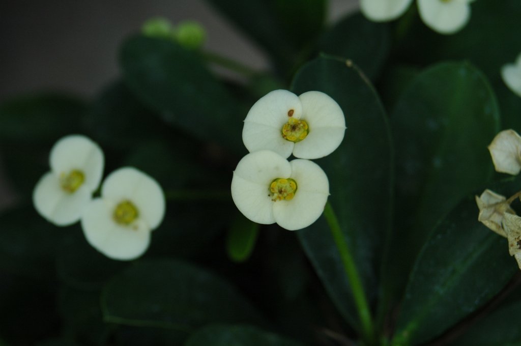 [DSC_6879_1024x680.jpg]