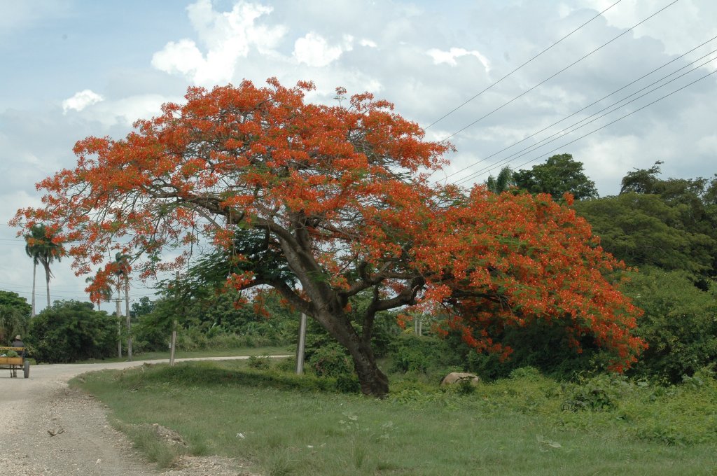 [Cuba+(598)_1024x680.jpg]