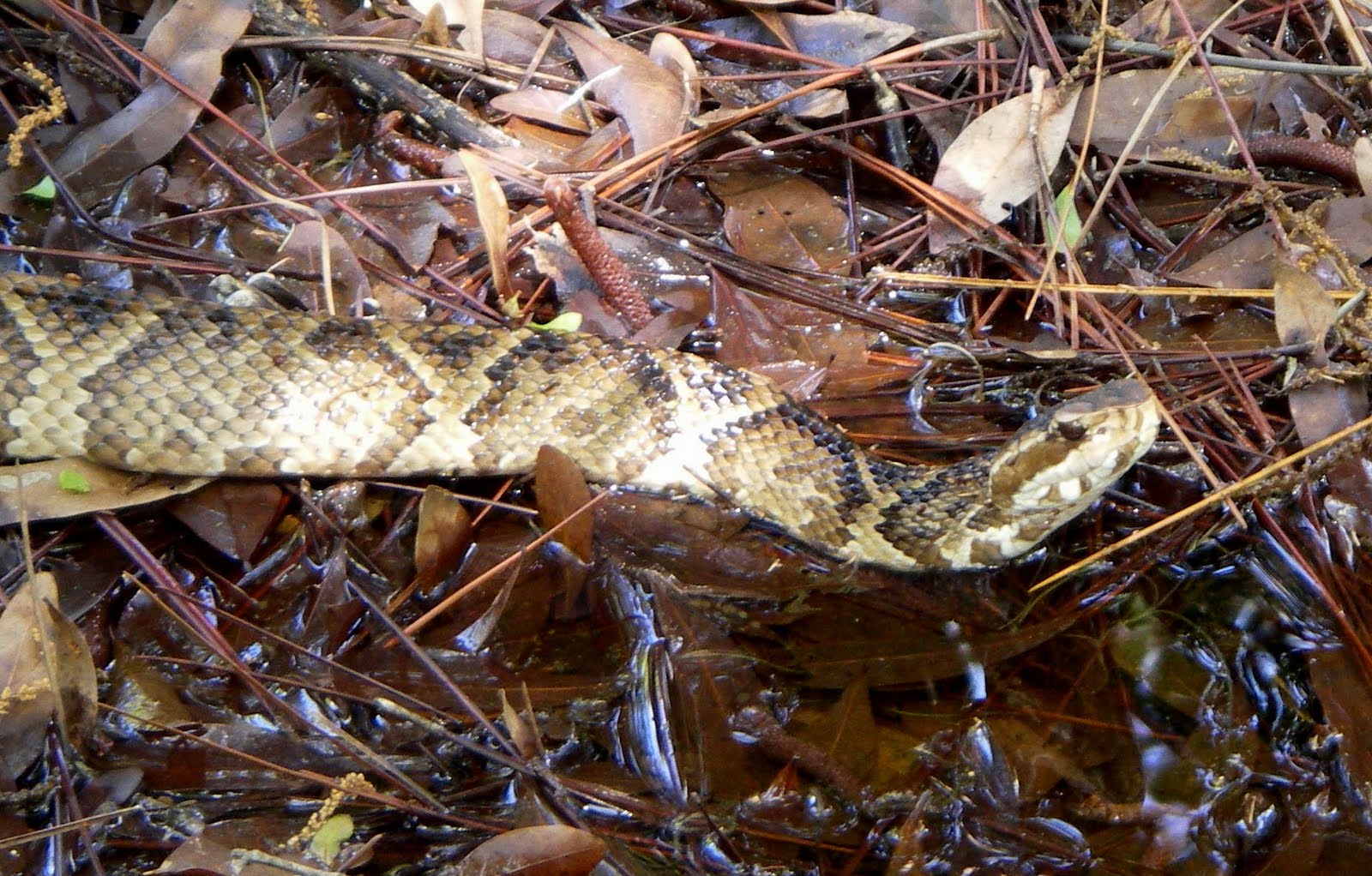 Ecographica Cottonmouth Moccasins Adapting to the Beach and Beyond