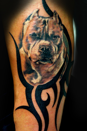 The sixth of my Tribal Animal Tattoos is this jawdropping Pitbull Tattoo