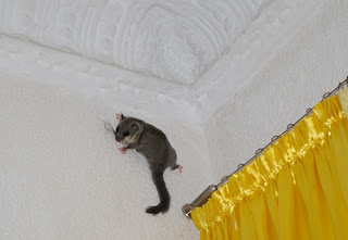 Siebenschläfer-Tagebuch: September 2007