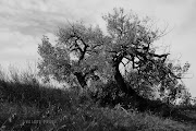 The Weekend in Black and White (knarly tree black white)