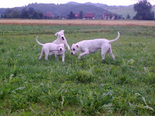 Unsere Dogo Argentino`s