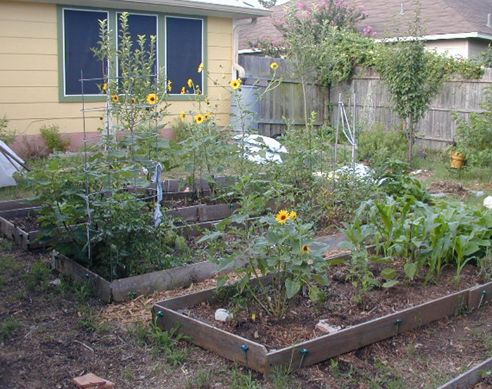 View Raised Bed Garden With Fence Pics