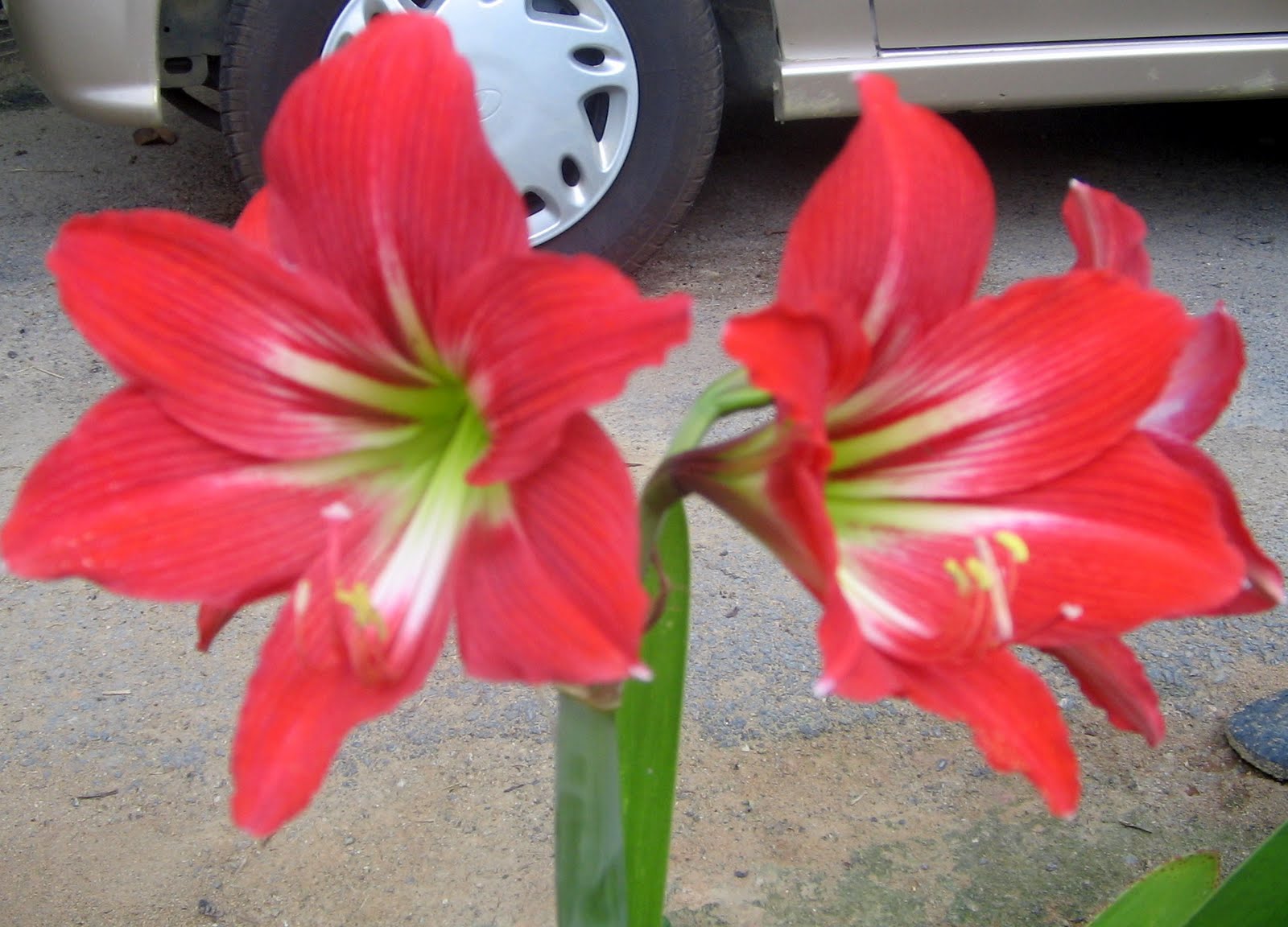 Ide 39+ Kelinci Putih Mata Merah