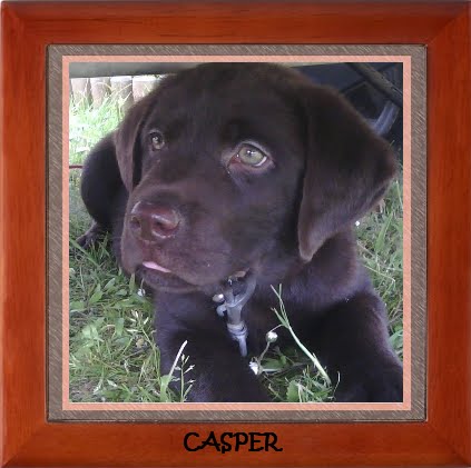 Casper Bear - 3 months old