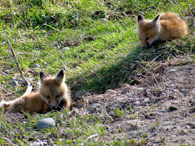 fox kits, Meeteetse, Wyoming