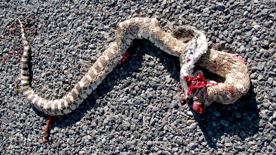 snake road kill, Worland, Wyoming