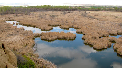 duck swamp, Worland, Wyoming