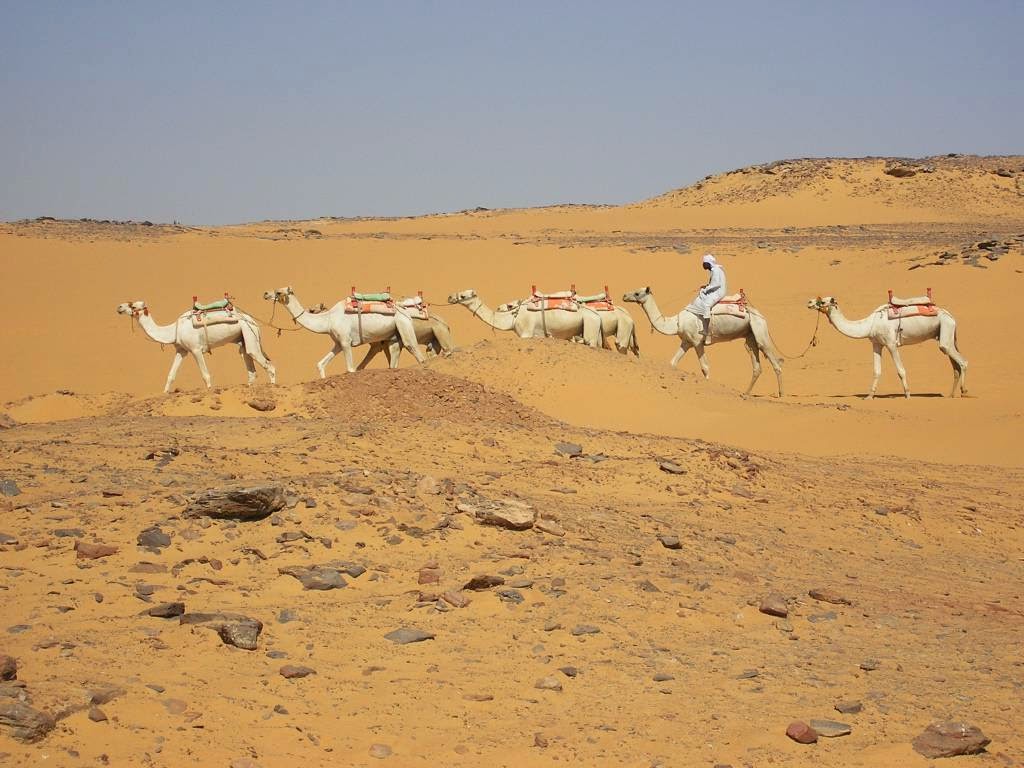 [varios+camellos.jpg]