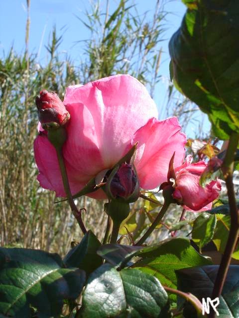 [sant+jordi+004.jpg]