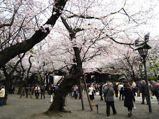 Yasukuni Sakura 1