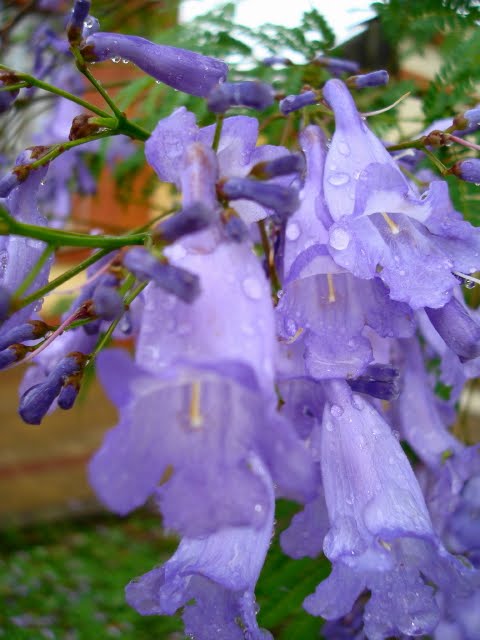 flor  de  jacarandá