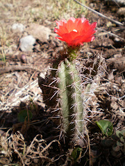 cactus  de  montaña
