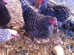 chicken feathers breeds farm eggs different roosters coop let