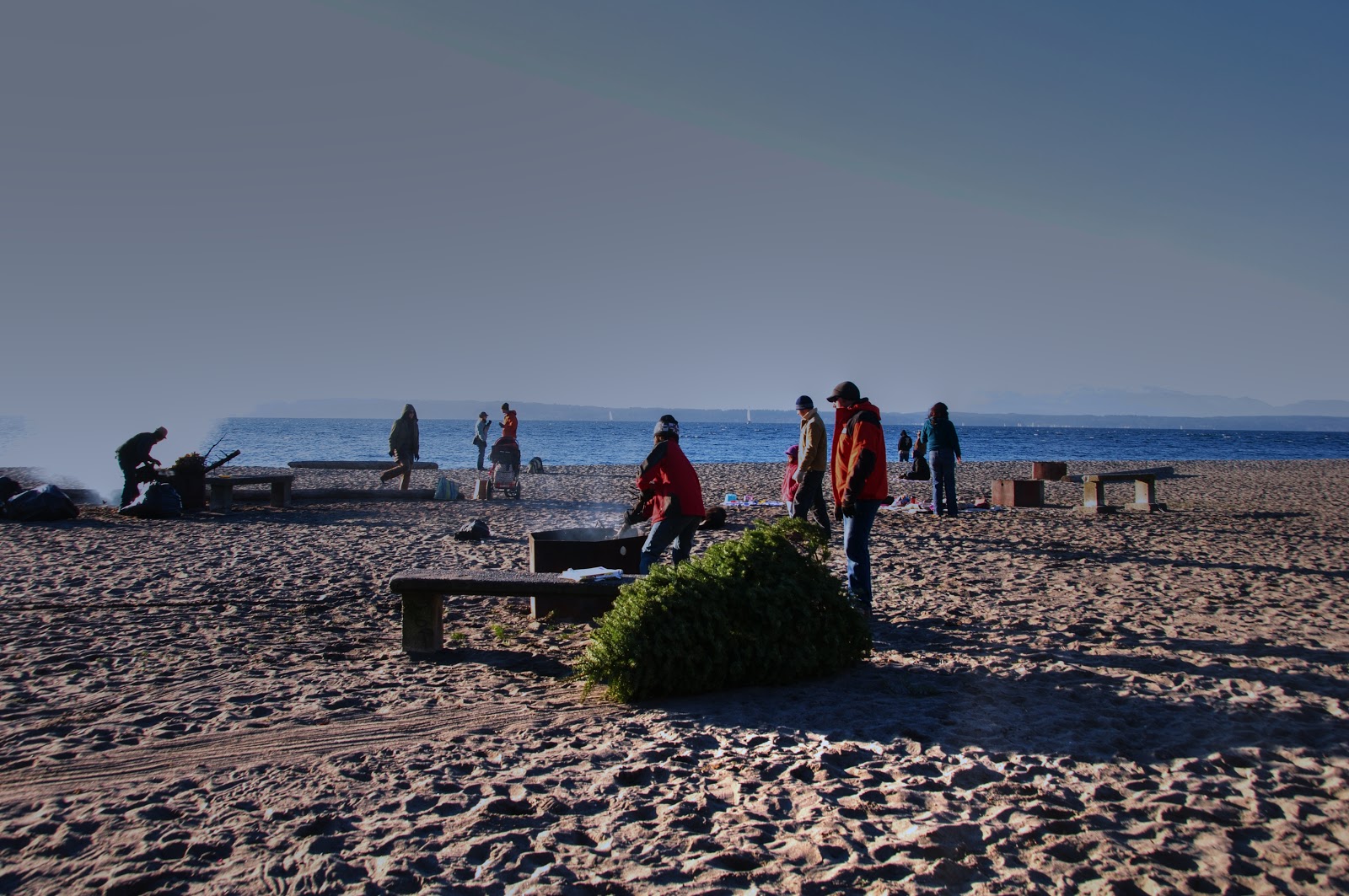 nature big nature small golden gardens, seattle, christmas tree